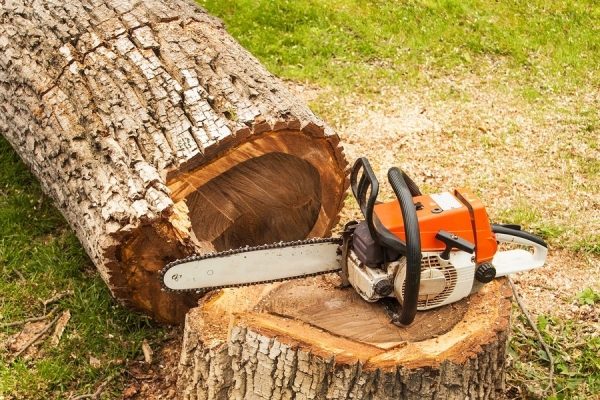Tree Cutting Tree Cutting