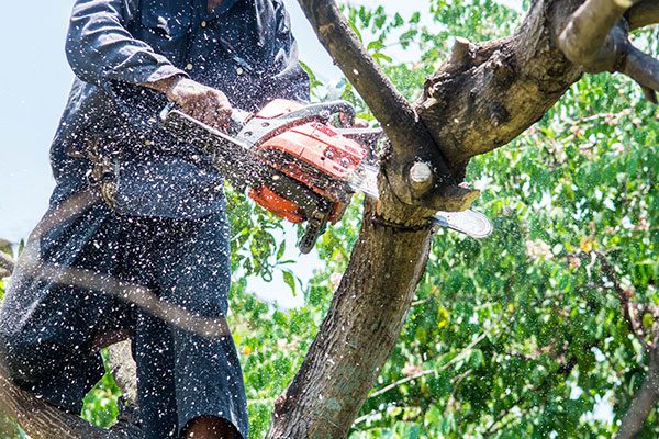 Tree Services Tree Services
