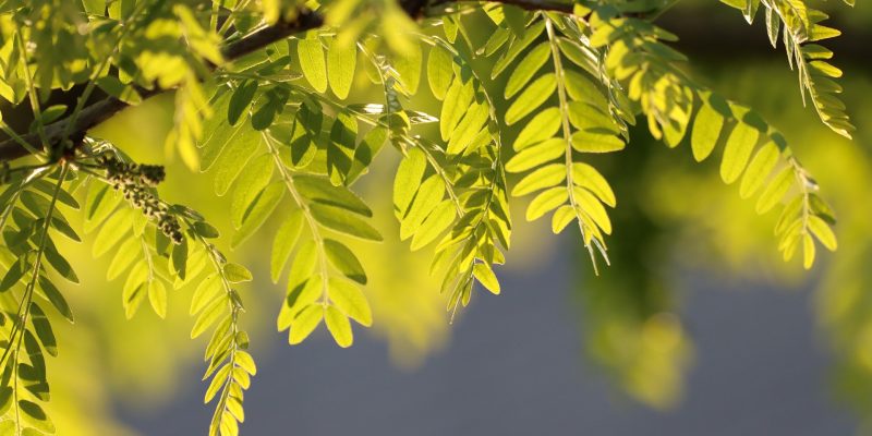 robinia-5092118_1920 robinia-5092118_1920